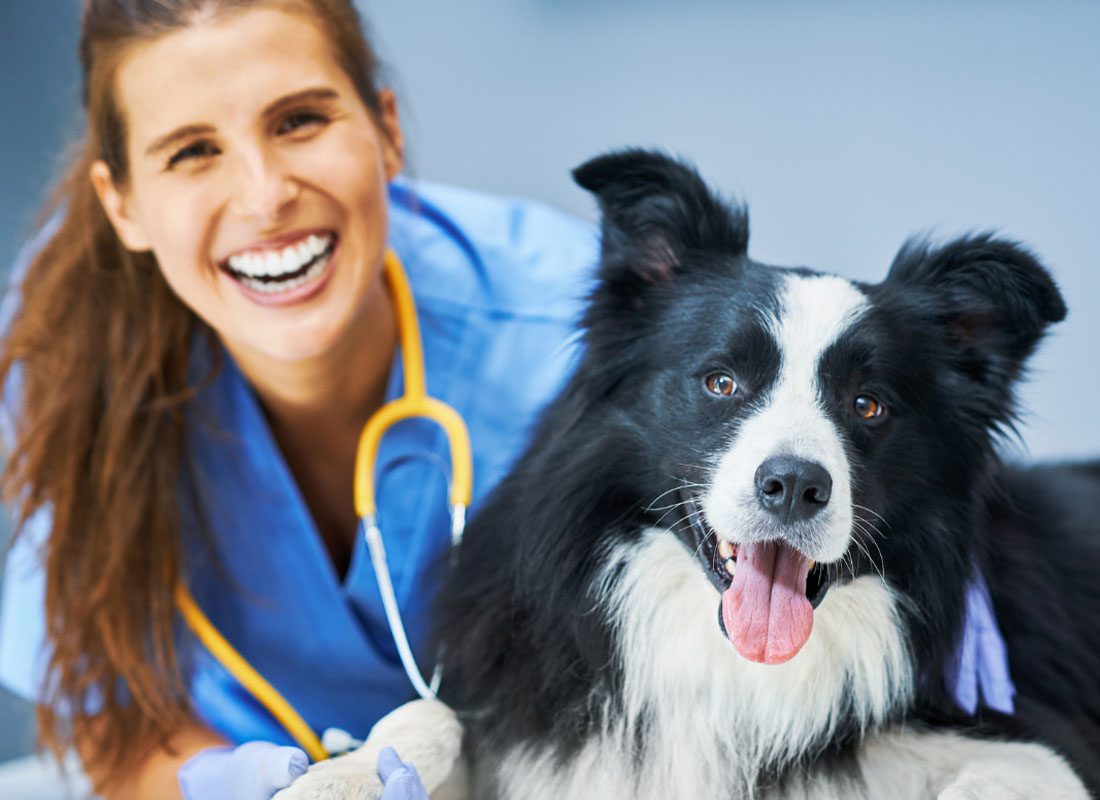 Veterinary Office Insurance - Veterinarian Doctor Getting Ready to Examine a Dog at the Veterinarian Clinic